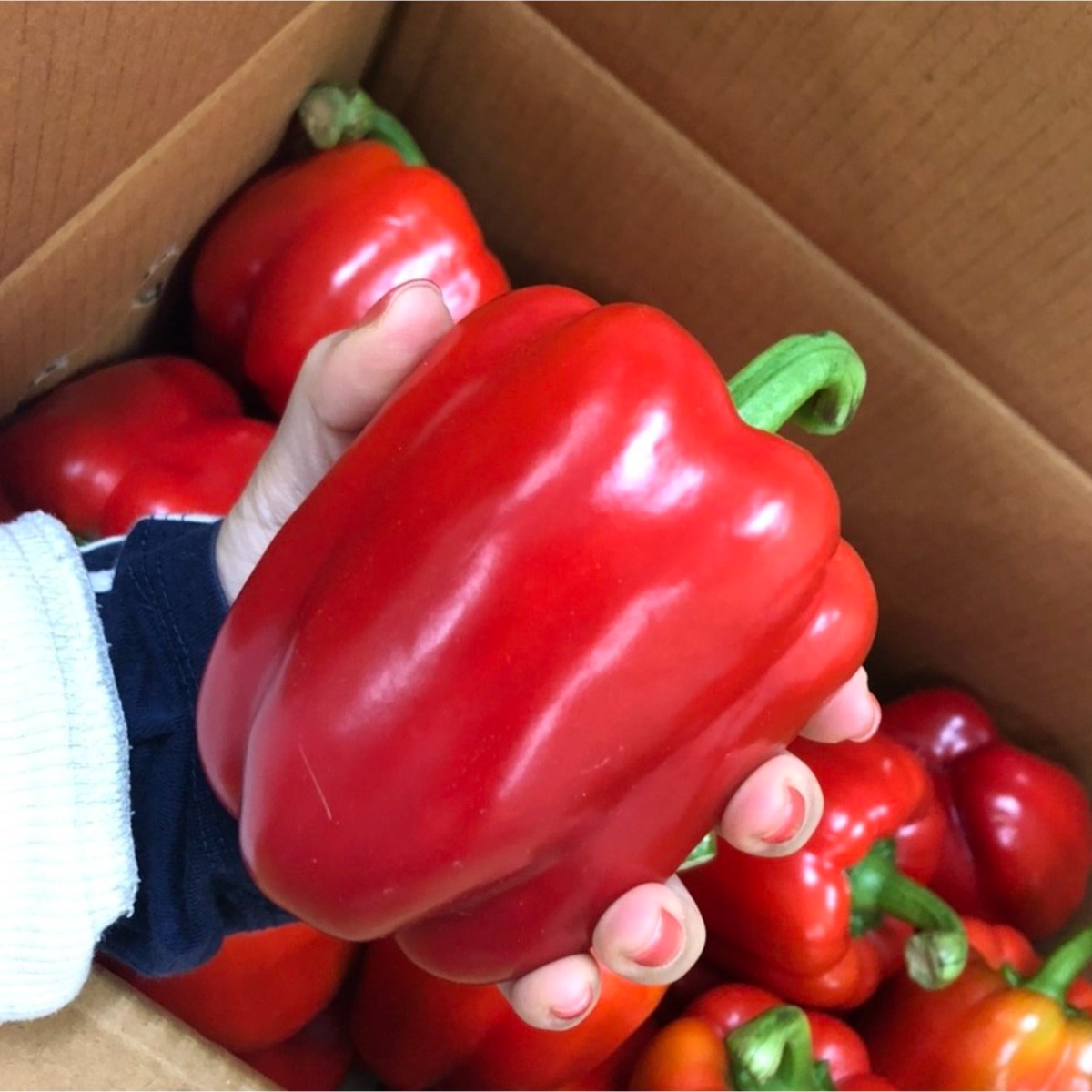 바르다야채 빨강 파프리카(특) 1kg, 3kg,  5kg 32,900원