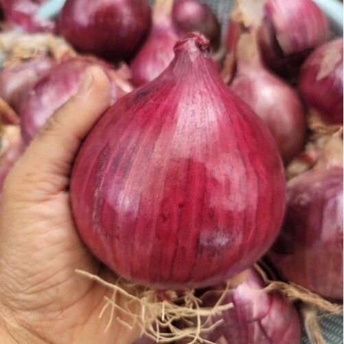 글로우리 전남 황토골 무안 자색양파 국내산 산지직송 특대혼합 42,000원