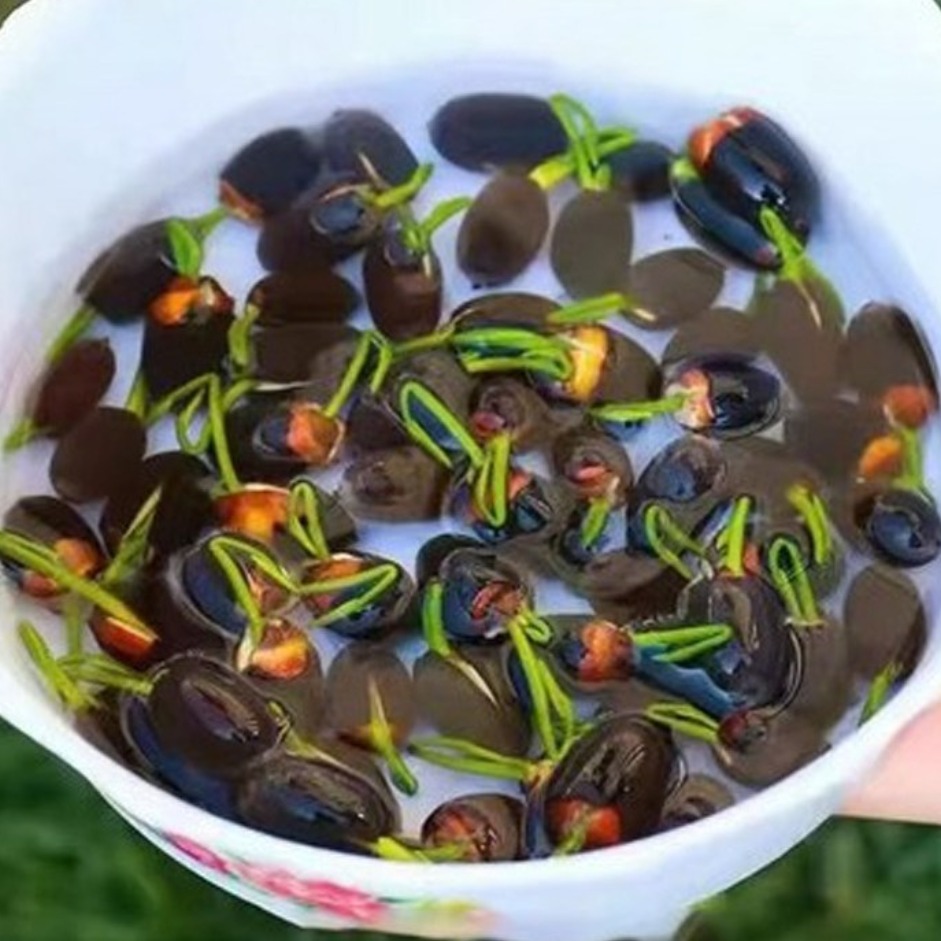 50+50/100+100 연꽃 씨앗 관상용 수경 재배 사계절 연꽃과 연꽃 씨앗을 수양하다 미니 수련꽃 관상용 수경 재배 연꽃씨, 50개 9,700원