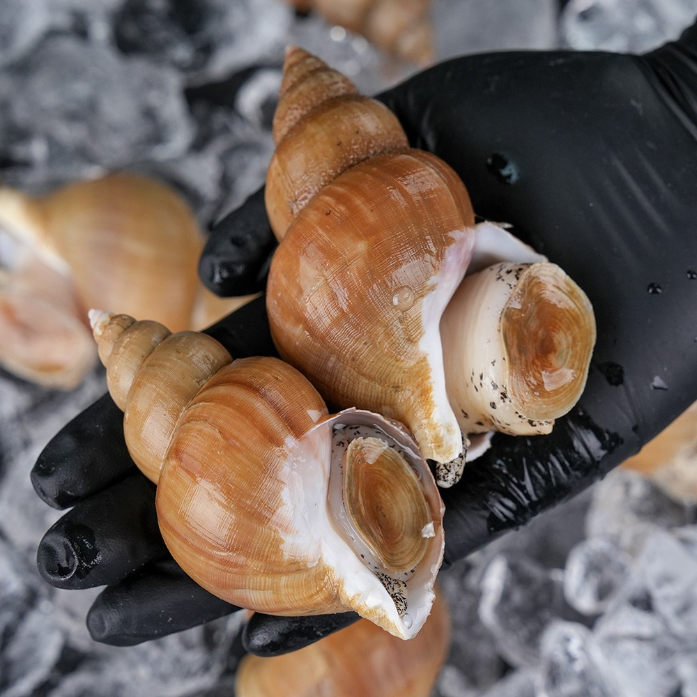 그대의밥상 산소포장 포항 생물 갓바리 백골뱅이 15,900원