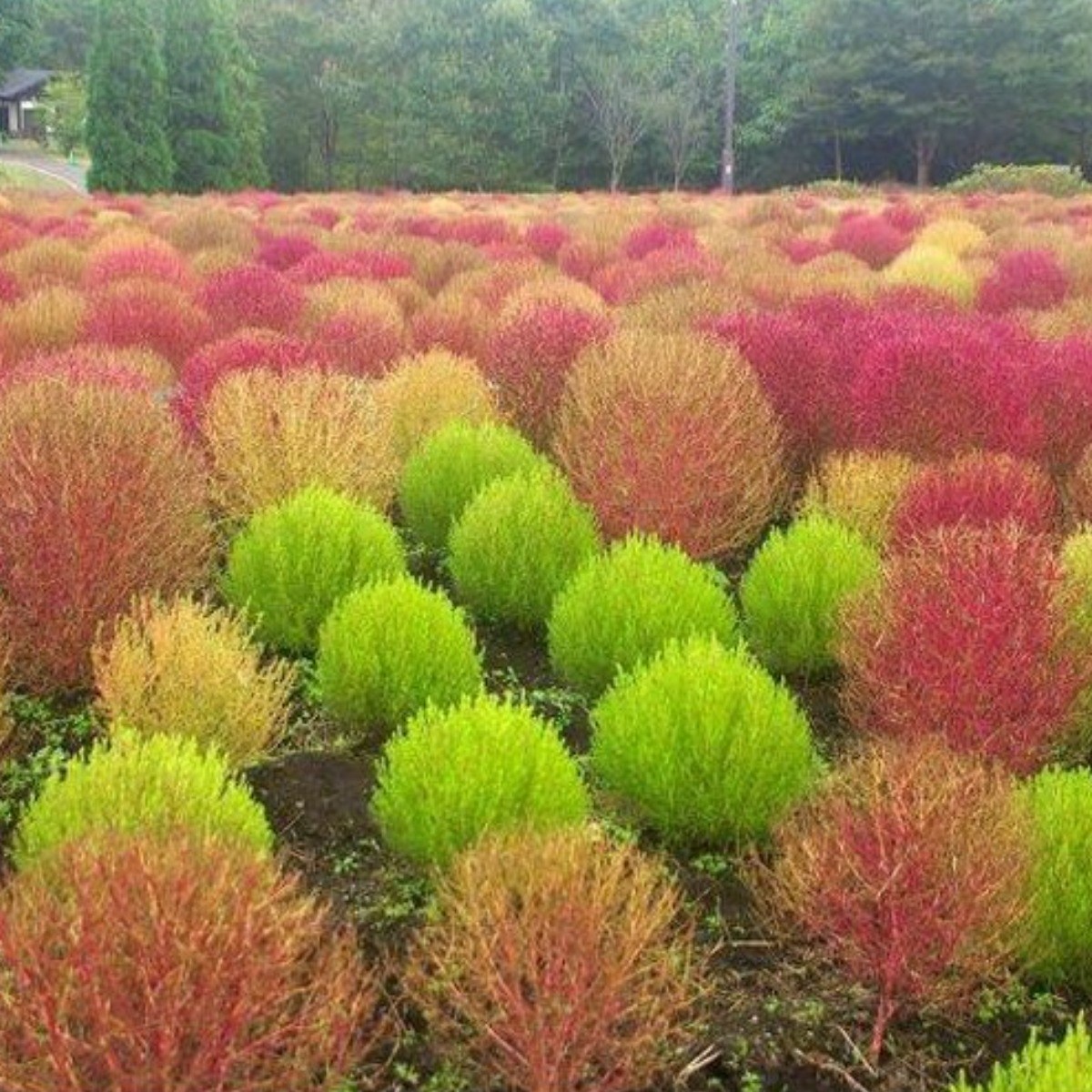 키작은 홍댑싸리 씨앗 소포장 대포장 선택, 1개, 대포장 400립 28,000원