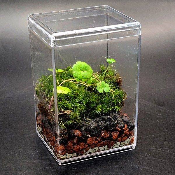 미니 테라리움 키트 제주피막이풀 비단이끼 더숲 BOM 이끼 테라리움세트 만들기 8,000원