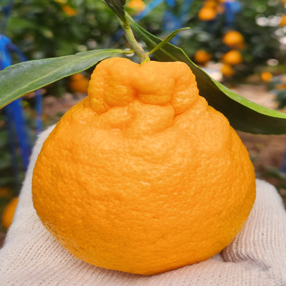 산지픽업24 제주 프리미엄 한라봉 선물세트, 1개, 3kg(가정용) 20,900원