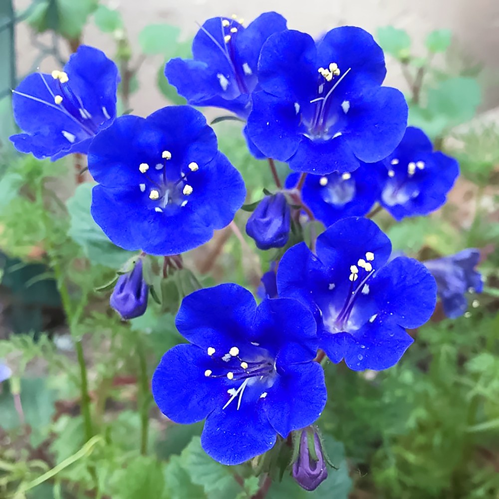 캘리포니아블루벨 (California Bruebell) 씨앗 소포장 대포장 선택, 1개 29,400원