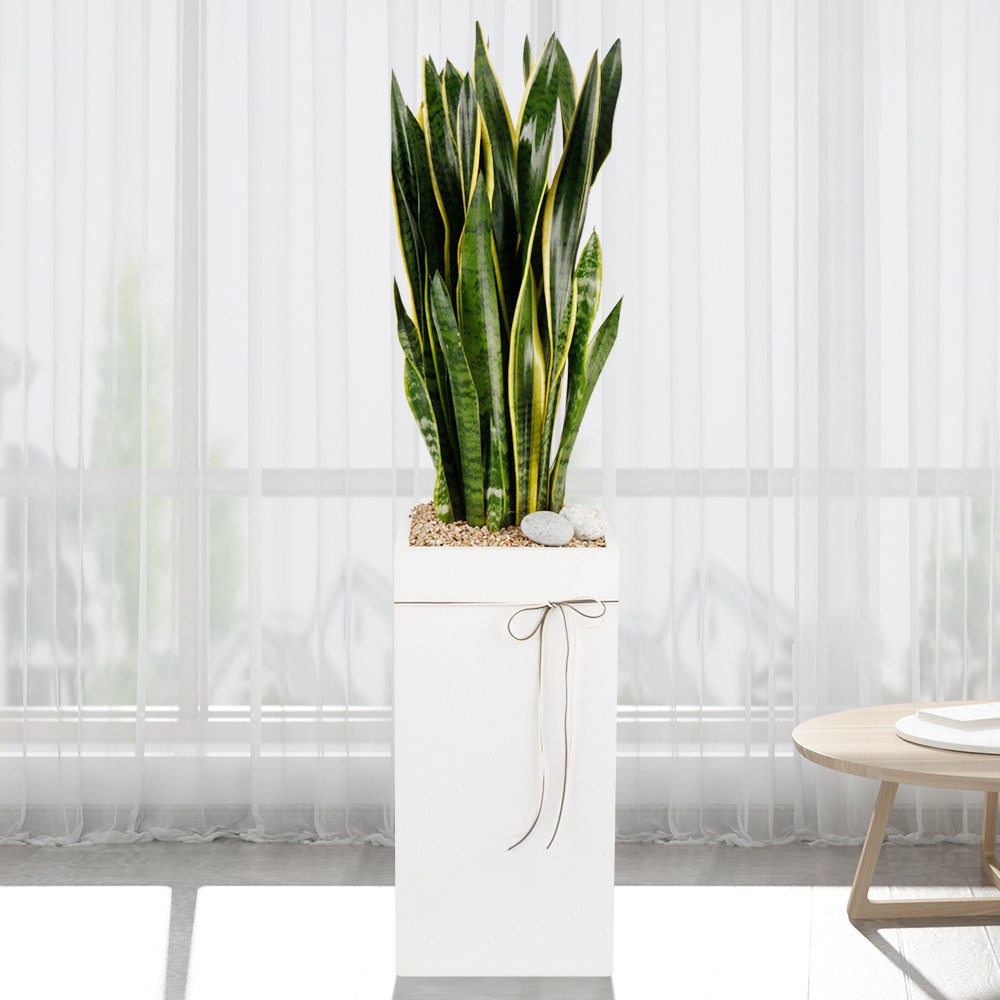 드셀플라워 금전수 돈나무 개업 화분 집들이 선물 승진 사무실 이전 병원 개원 식당 개업식 축하 화분 배달 당일배송 대형 화이트 사각 시멘트 119,000원