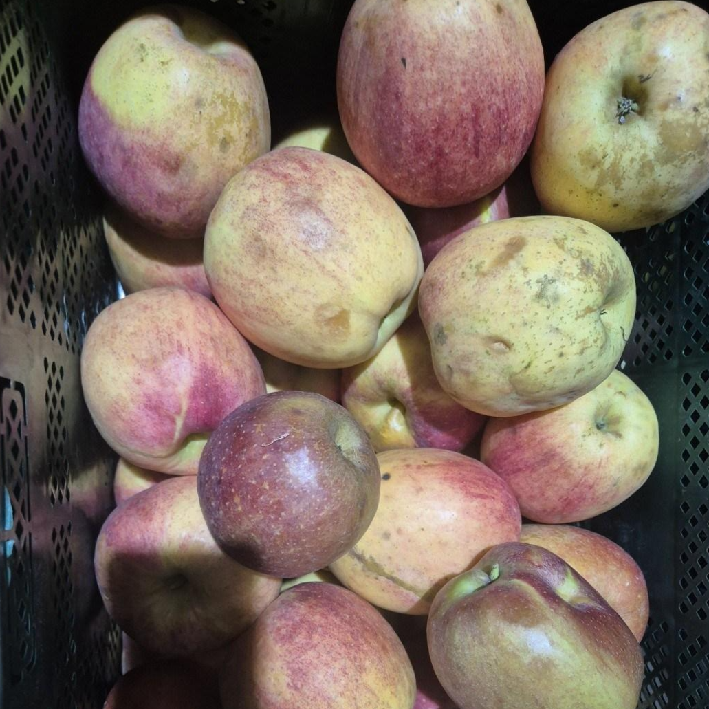 [타임세일]내실보장 농가상생 못난이 설탕꿀범벅 부사사과, 1박스, 10kg 33,900원