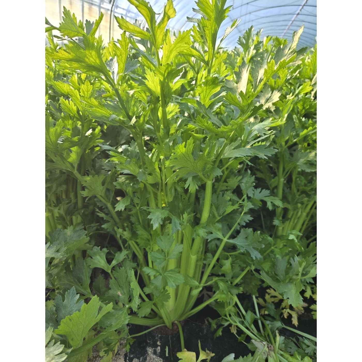 유기농 샐러리 셀러리 당일수확 최상급 3kg 5kg 10kg, 1개, 무농약샐러리 5kg 34,990원