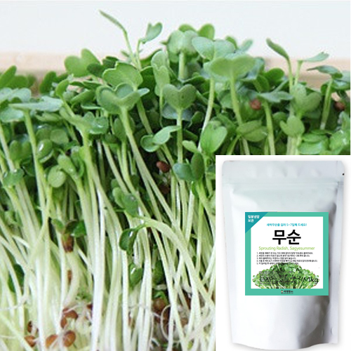 세경팜 새싹무순 1kg 씨앗 새싹열매채소 키우기, 1개 20,000원