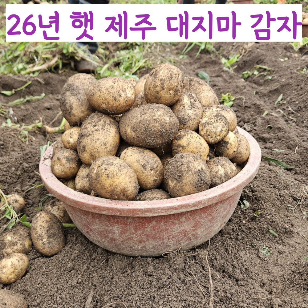 26년 햇 국내산 제주 대지마 감자 13,050원