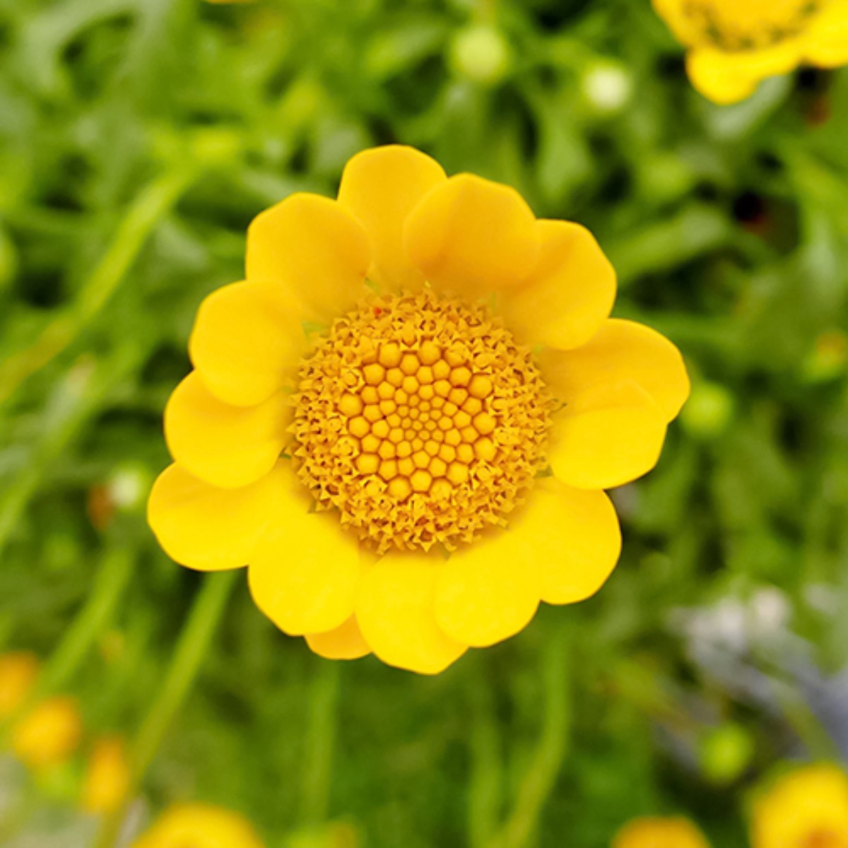 노랑데이지 (멀티콜옐로우) 씨앗 소포장 대포장 선택, 1개 33,000원