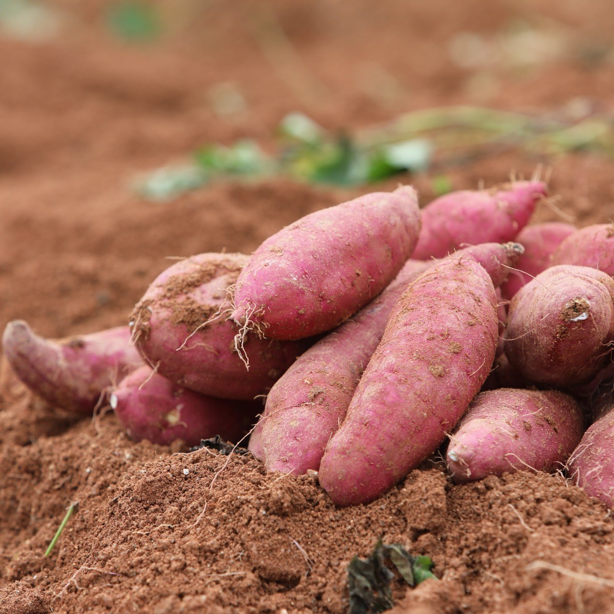 2025년 재배) 직접 농사지은 신선하고 맛있는 베니하루카 꿀고구마 특상 3kg,5kg,10kg 9,900원