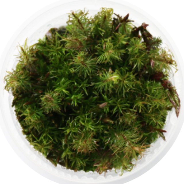 무균 조직 배양수초 - 로탈라 왈리키 7,200원