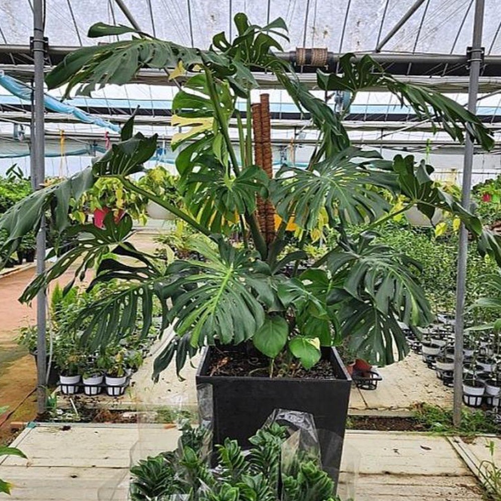 2026 공기정화 식물 그린 민트 화이트 옐로우 알보 몬스테라 약210cm (수도권직배송), 1개, 상세설명참조, 210cm 6,008,000원