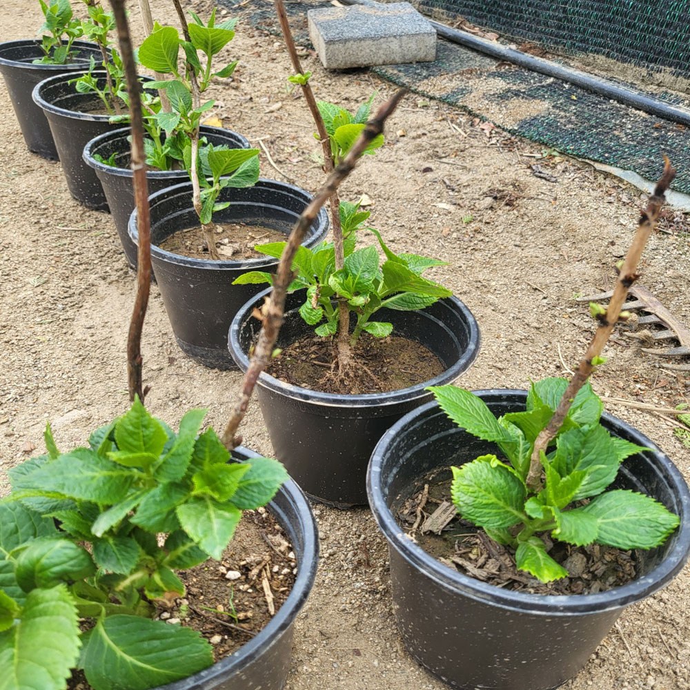 (경북묘목) 우수한품종의 수국나무묘목 분묘 포트묘 판매중, 1개, 엔들레스 썸머 5치포트묘 7,000원