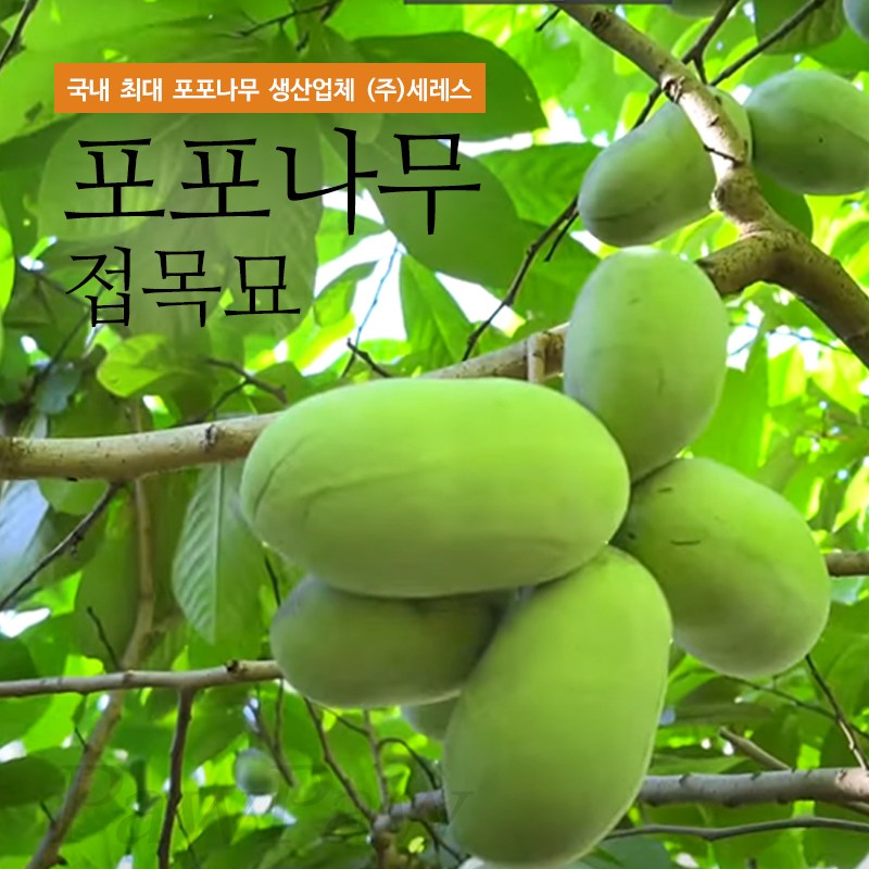 포포나무 대과종 접목묘 2년생 포트묘 항암식물 120,000원