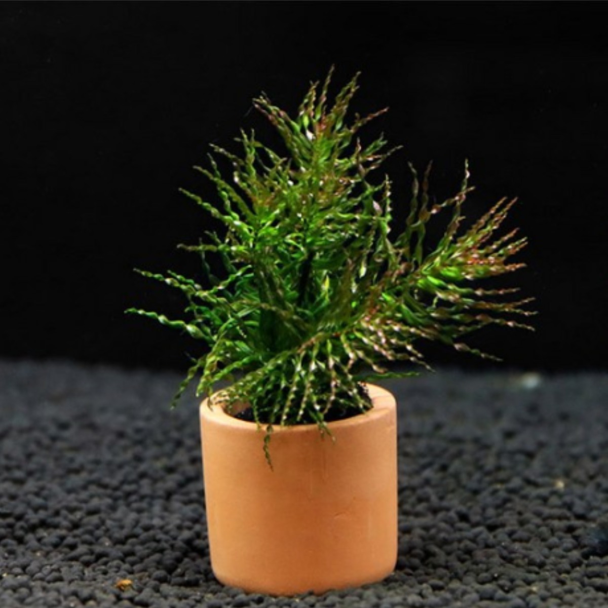 [수초대장] 루드위지아 토네이도 (1포트) 포트수초 5,000원