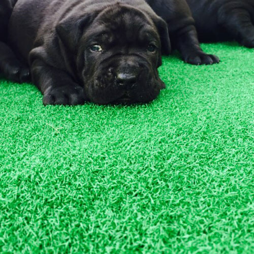 아름매트 국내산 무독성 16mm 인조잔디 실내외용 PX1600 시트지 5,000원