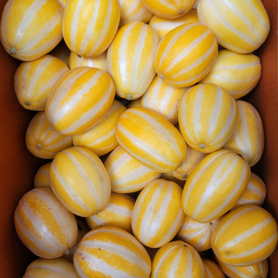 성주 꿀 참외 산지직송 당도선별 가정용 56,900원