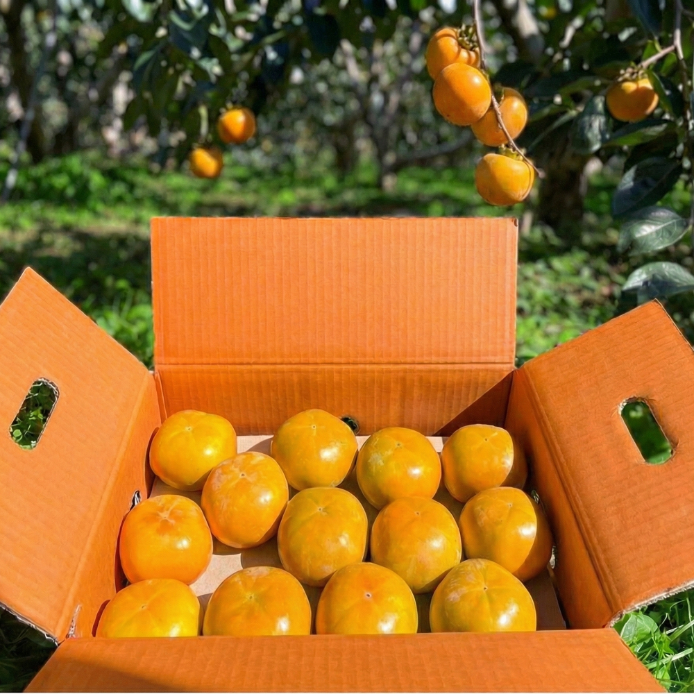 [환불보장] 고당도 단감 부유 진영단감, 1박스, 10kg 대 41-42개 59,500원