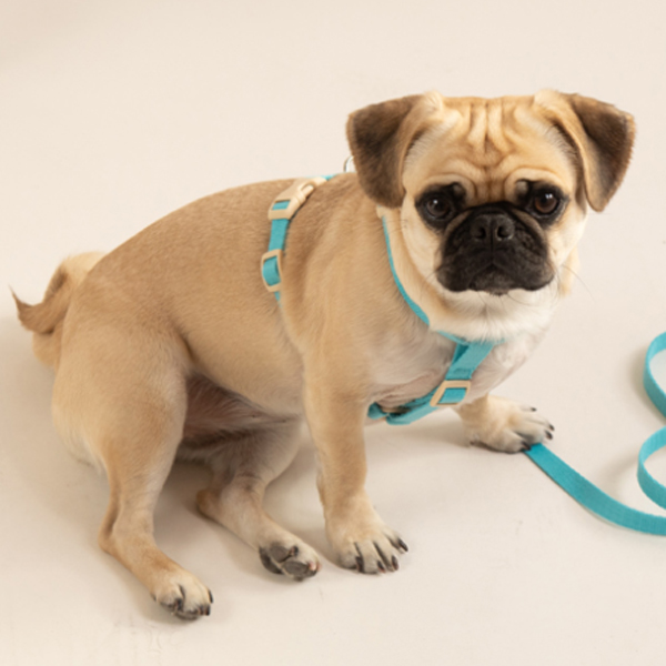 힛찌 초경량 버클 강아지리드줄 웨빙폭 20mm 길이 2m 11,570원