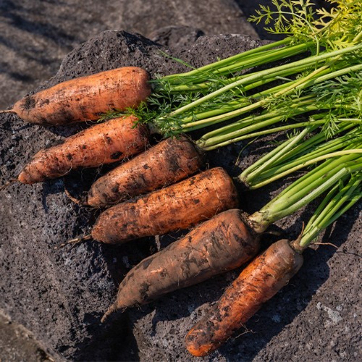 제주담은농장 당근, 1개, 10KG 36,000원