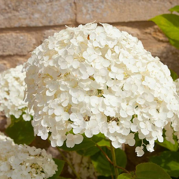 아나벨 수국나무 묘목 핑크아나벨 인크레더블 리메타 블랑쉐트 캔디벨마시멜로우 캔디벨버블껌 라임리키 목수국 핑카츄 리틀퀵파이어 39,390원