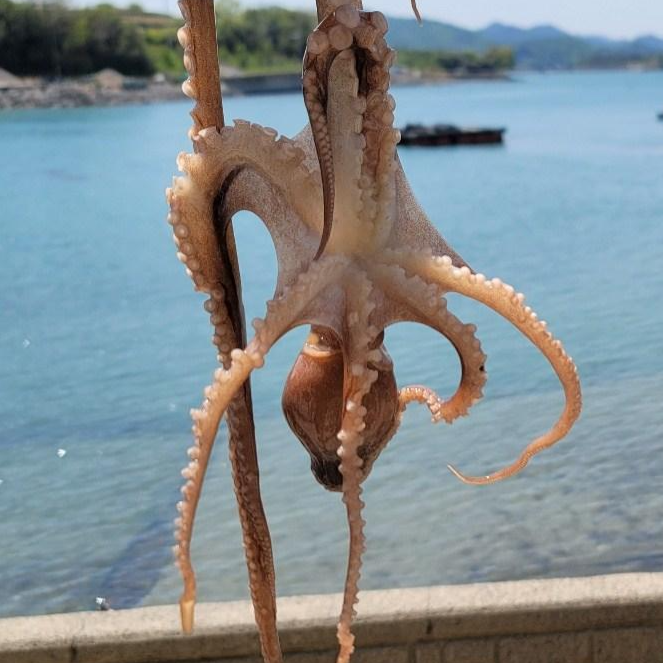 제철 산지직송 활낙지 횟감용 산낙지 국산 산낙지, 1개, 횟감용 산낙지 3미 240-360g 내외 28,900원