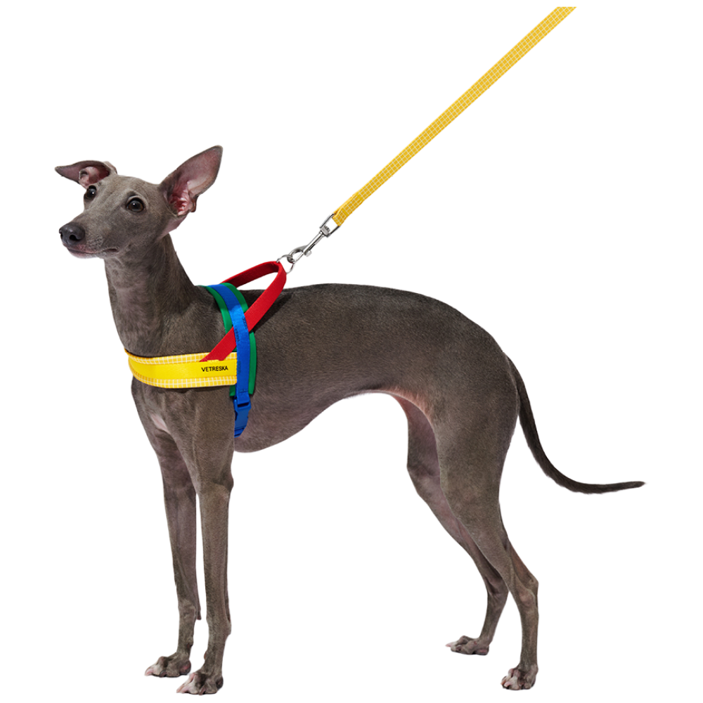 VETRESKA_크로마 강아지 하네스 & 리드줄 세트, 레드, 1개 39,000원