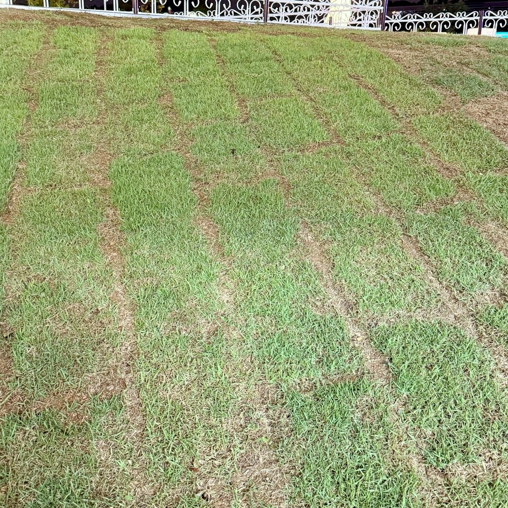 청년농부 40*60 한국잔디 2장 공원 캠핑장 롤잔디 산소잔디 골프장잔디 10,300원