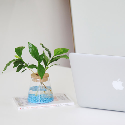 펫플랜트 커피나무 코르크 수경재배식물 세트 DIY 인테리어 공기정화식물 9,800원