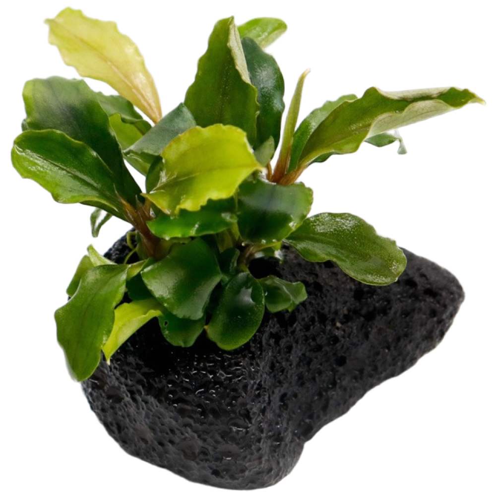 미미네아쿠아 화산석 활착수초 - 부세 브라우니 7,200원