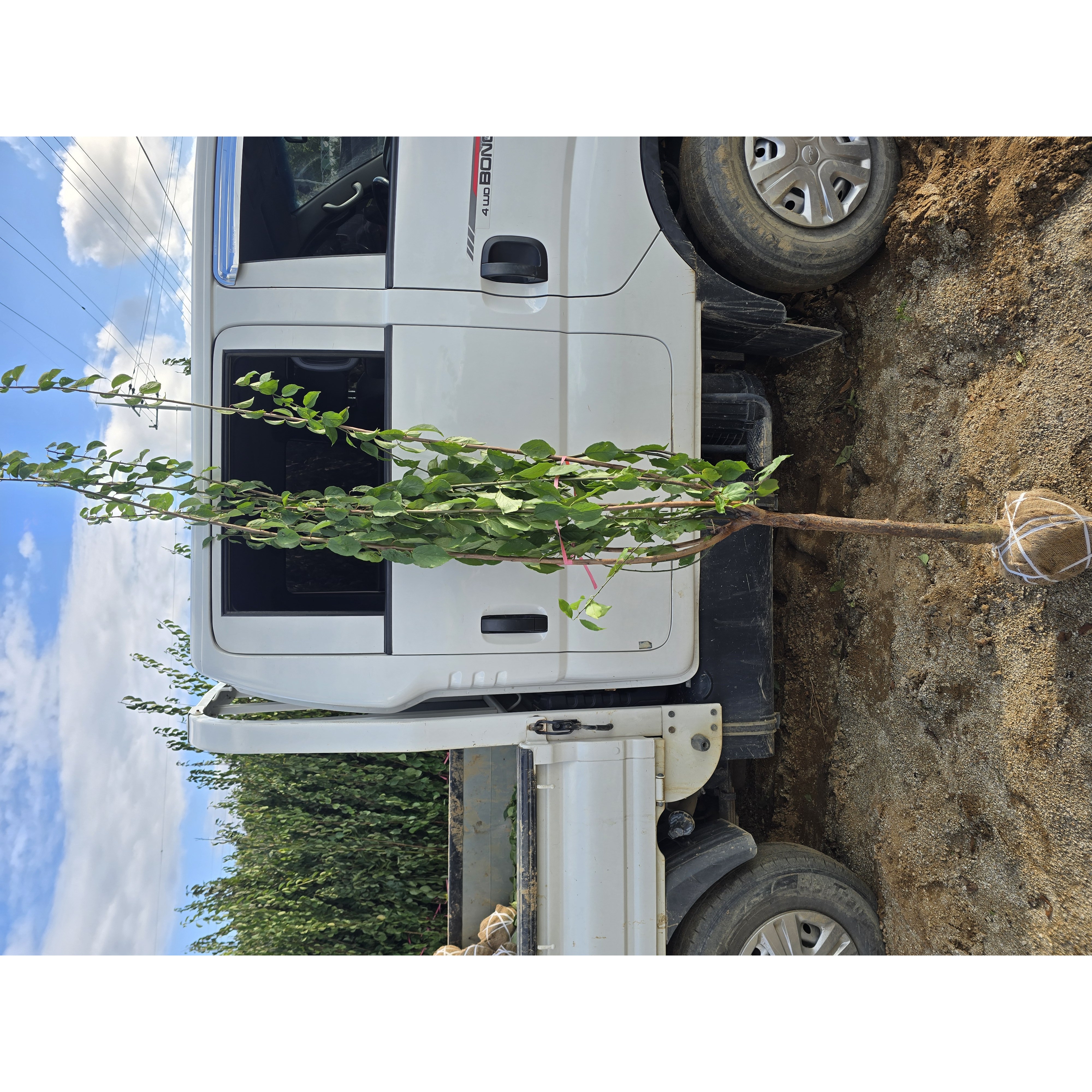 일심묘목농원 설중매 3년생 개화주 분묘 29,000원