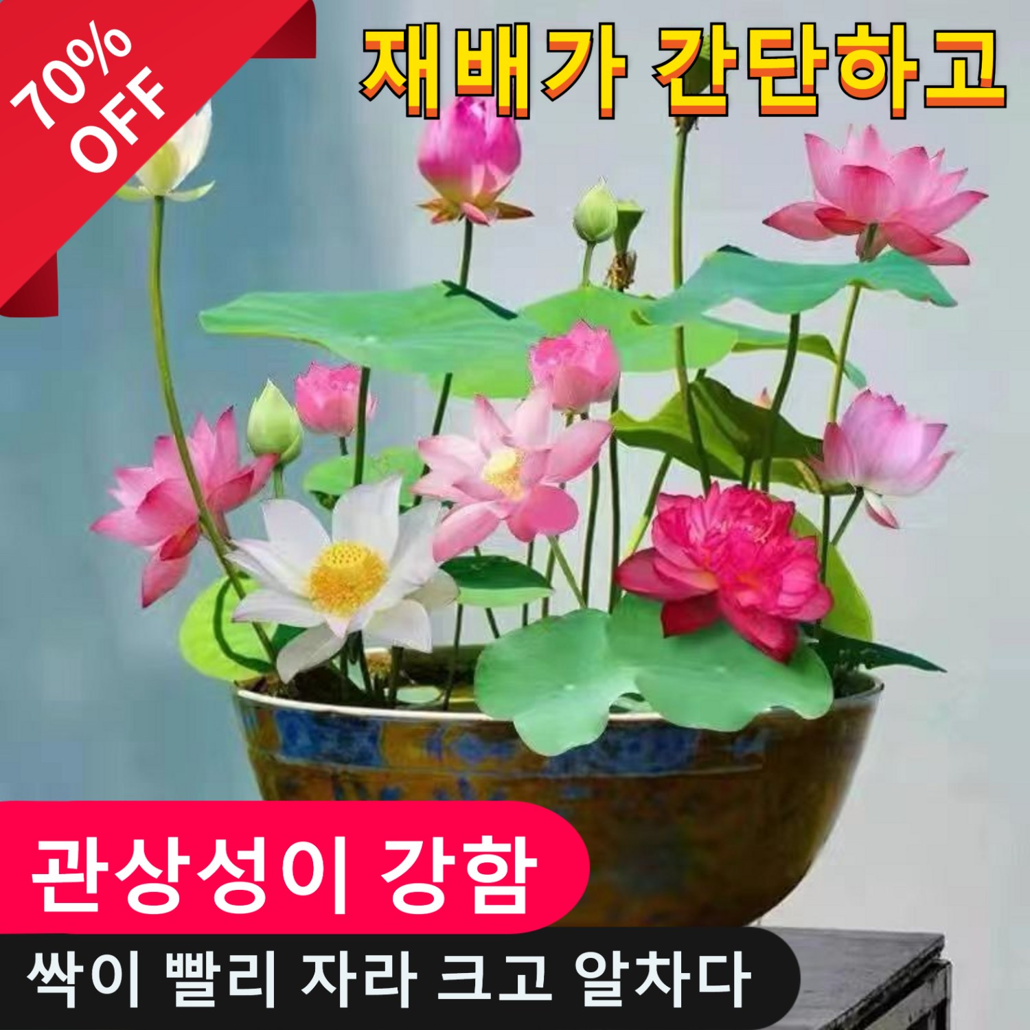 30알/60알 겨울철 관상용 수경 재배 연꽃 씨앗 사계절 개화수배수련연꽃씨앗, 450알, 1개 19,900원