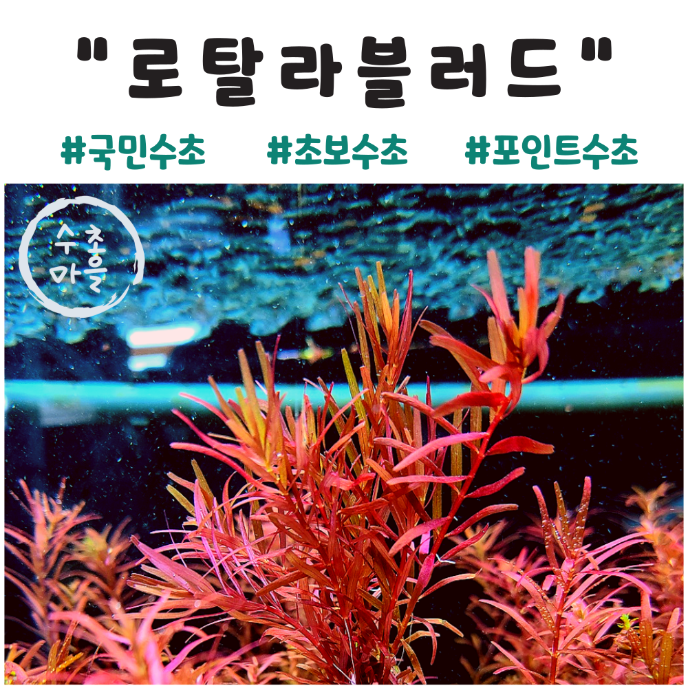 <수초마을> 로탈라블러드레드 15줄기 붉은수초 초보수초 후경수초 9,900원