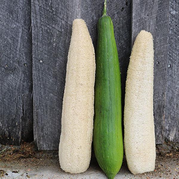 자연그대로 수세미열매 통수세미 제로웨이스트 일반형20~25cm 2,500원