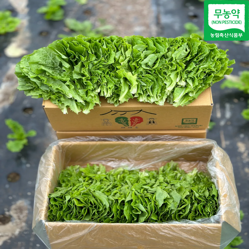 무농약 청상추 상추 쌈채소 샐러드상추 모듬쌈 친환경 산지직송 당일수확 대용량 업소용, 4kg, 1박스 28,900원