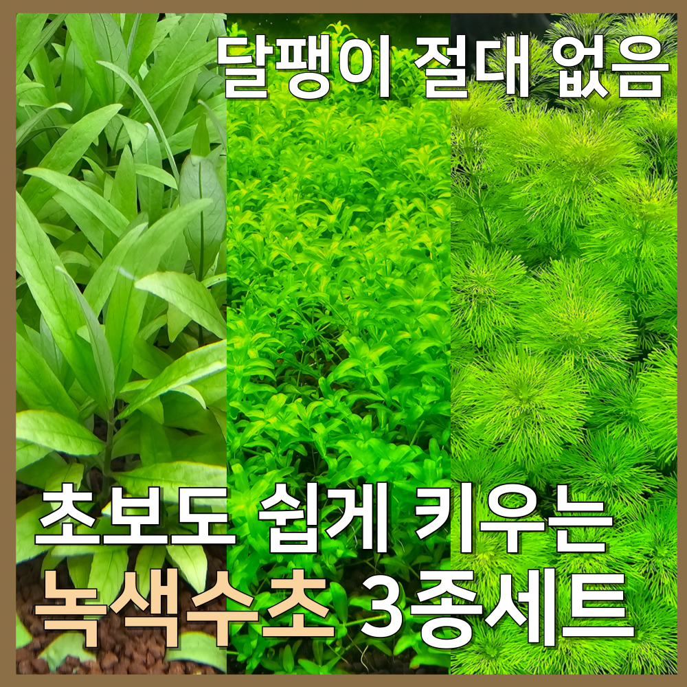 [수초농부]  검역 알아서 크는 녹색수초 3종세트 암브리아 펄글라스 뉴 라지리프 하이그로필라 초보자용 달팽이 없음 13,500원