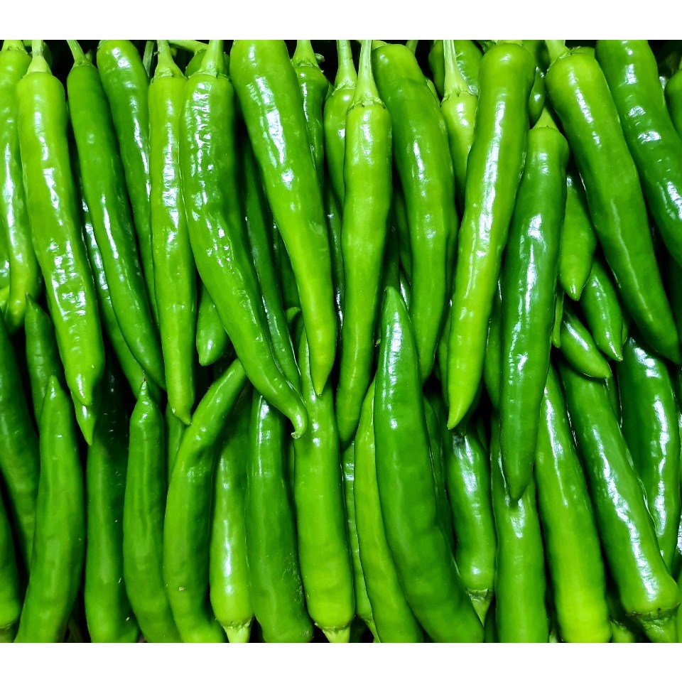 (가락시장까망콩) 당일경매 싱싱하고 안매운  부드러운 롱그린고추  1kg 11,350원