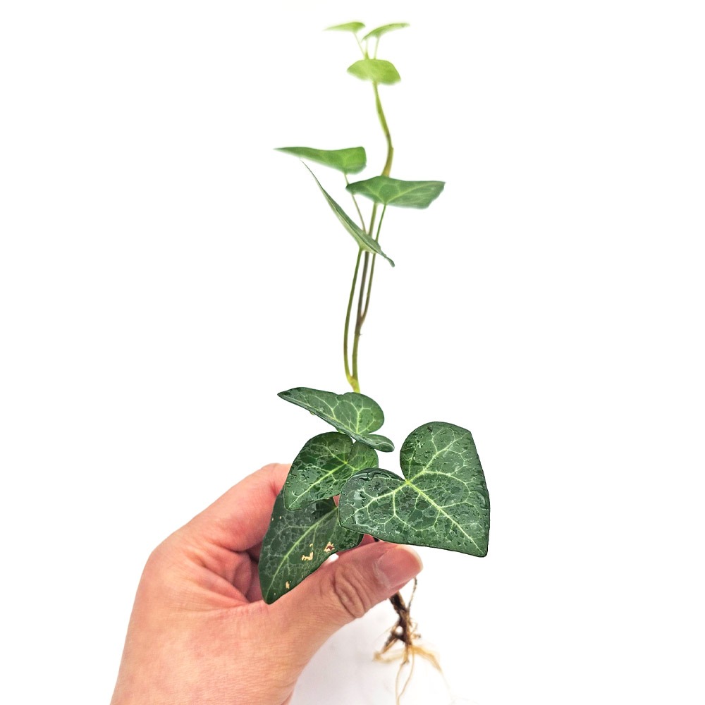 미미네아쿠아 원예식물 테라리움용 윌리아이비 1뿌리 1,500원