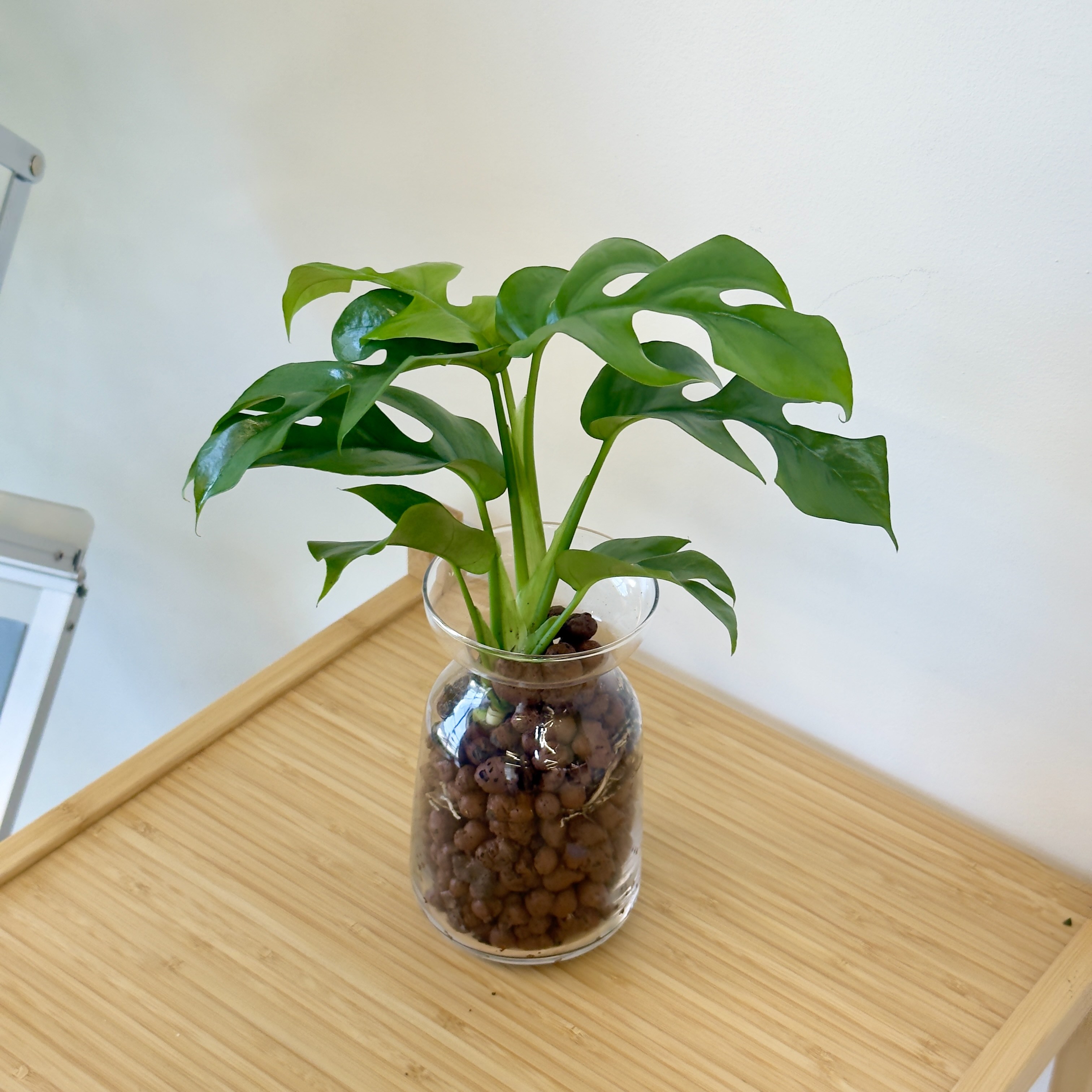 화병포함 세트 수경식물 영양제 서비스까지, 히메몬스테라 15,500원