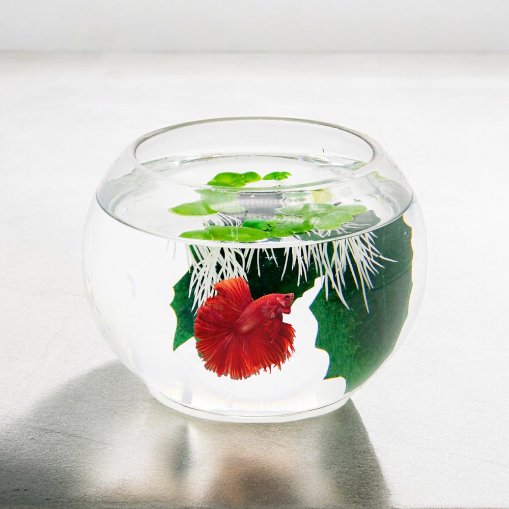 미미네아쿠아 긴원형 베타 키우기 SET (배럭형) 8,280원