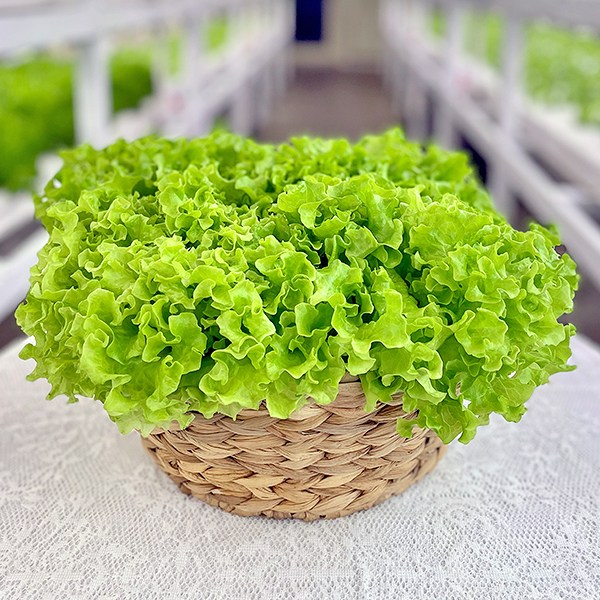 바른팜 무농약 이자벨 수경재배 샐러드채소 쌈채소 대용량 7,800원