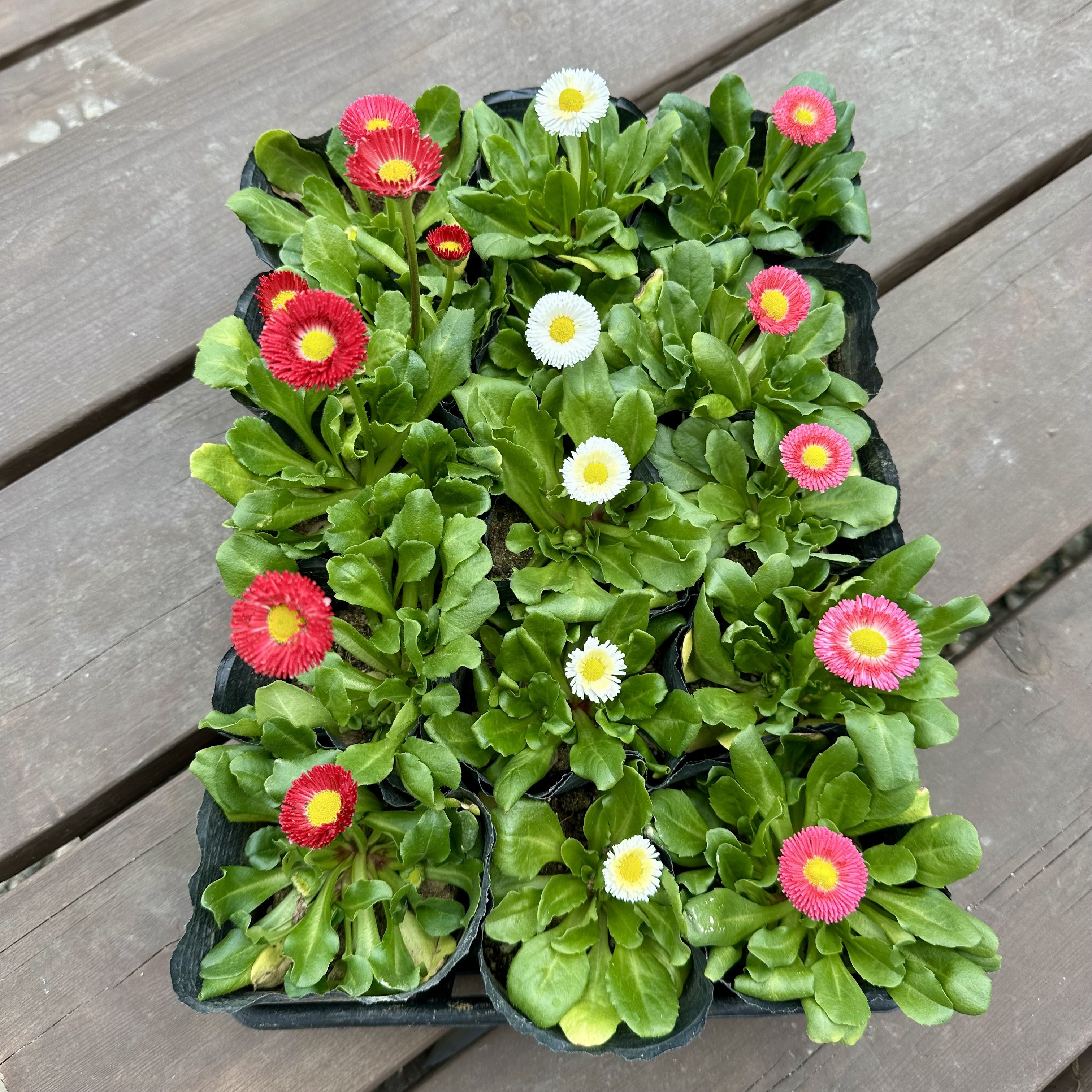 데이지 봄꽃모종 3색15개세트 16,900원