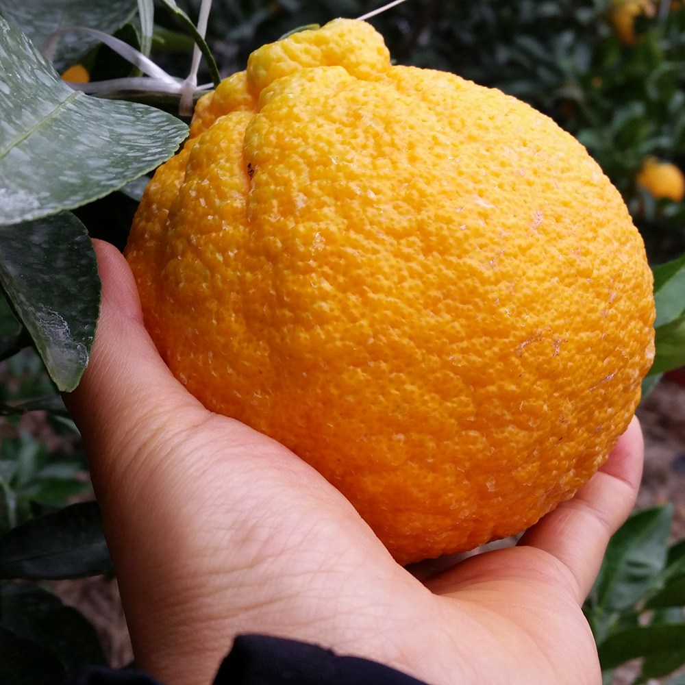 [당도보장] 한라봉 제주 농장직송 한박스 가정용 선물용 13,900원