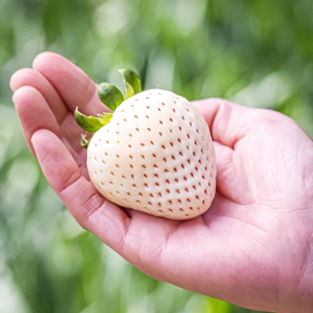 초고당도 흰딸기 신데렐라 딸기, 1박스, 900g 이내(24~32구내외) 71,400원