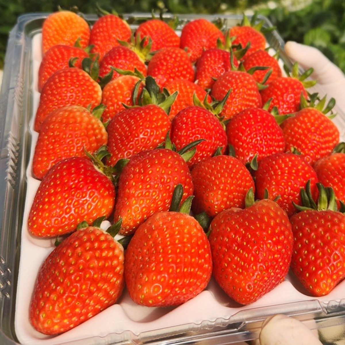 [명품설향노마진특가]농가직송 고당도 설향 딸기 제철, 1세트, 700g 달콤과즙 한입과 12,000원