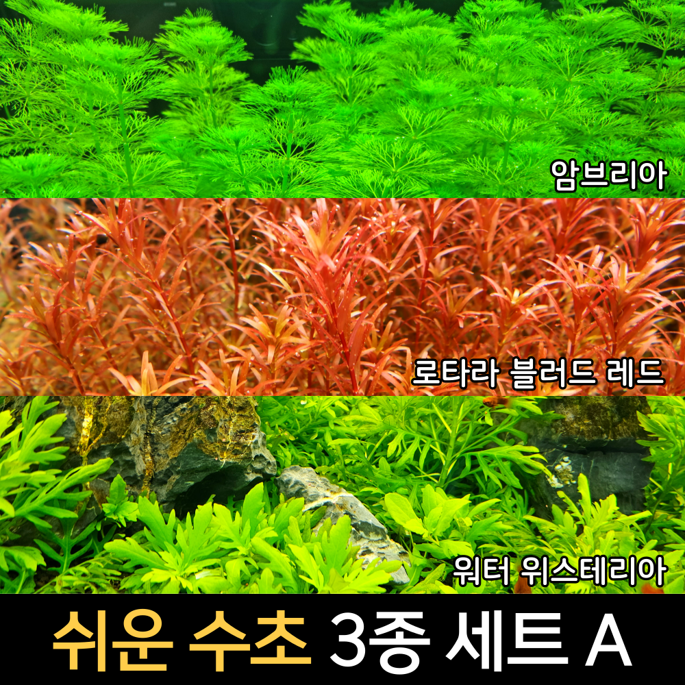 [수초인] 쉬운 수초 3종 세트 A /달팽이 없는 깨끗한수초/구피 새우 물고기 어항 은신처 초보 쉬운 기본수초 14,700원