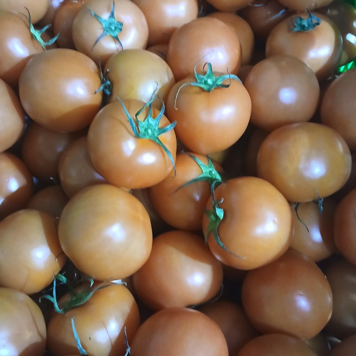 가성비 최고! 실속형 완숙토마토 / 가정용 / 신선 산지직송 / 당일출고, 1박스, 토마토 대과 5kg 55,000원