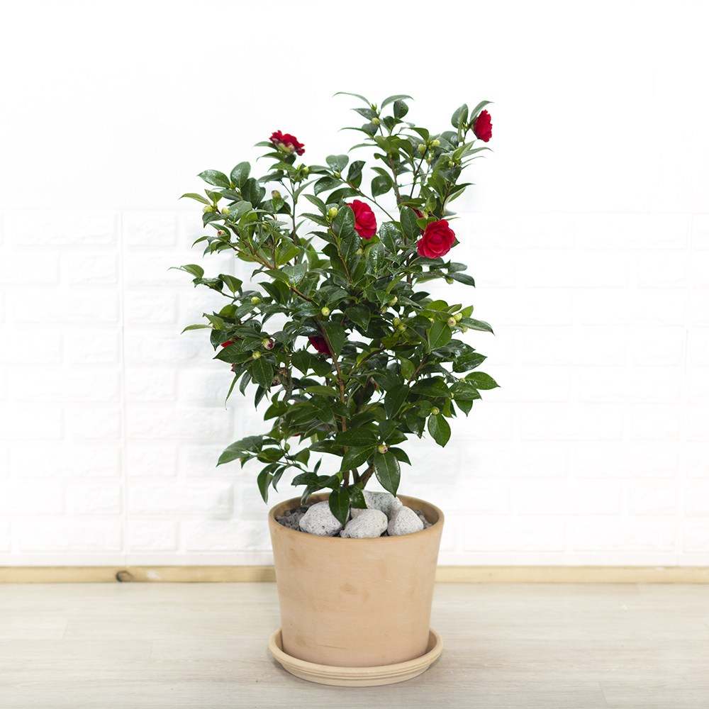 대형 동백나무 서향동백나무 겨울나무 인테리어식물 카페화분 127,000원