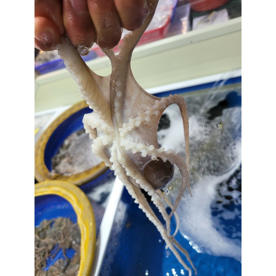 [신안/목포]청정갯벌 생물 산 낙지 10마리(세발/소/중소) 타우린 과 각종 아미노산 및 무기질이 풍부한 보양식품, 1개 160,000원